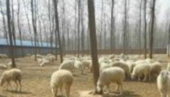 舍饲养羊的品种选择 舍饲养羊的饲料来源渠道