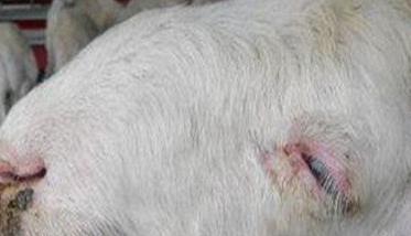 羊痘有哪些临床症状和剖检变化
