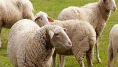羊大肠杆菌病症状和治疗要点 本病如何预防