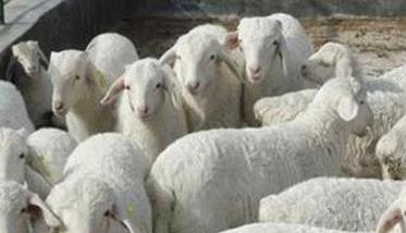 羊的布氏杆菌的存活能力