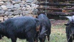 黑山羊种羊的选择标准及饲养方法