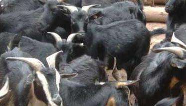 黑山羊种羊标准及饲养方法