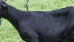 黑山羊的产地在哪里 黑山羊养殖技术和管理要点