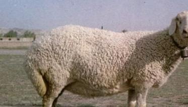 羊前胃弛缓的发病原因