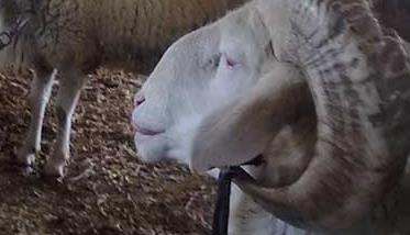 小尾寒羊养殖环境条件