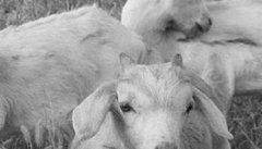羊快疫是什么症状 怎么治疗、怎样预防?