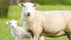 母羊饲料的最佳配方 不母同阶段羊饲养管理要点