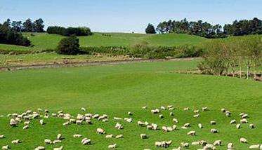 羊的春季放牧