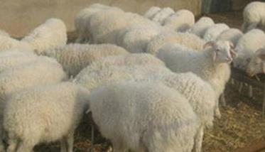 羊布氏杆菌病预防接种