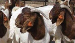波尔山羊养殖对羊舍基本要求