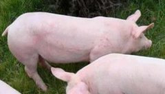 仔猪日粮添加酸化剂的作用机理及需注意事项