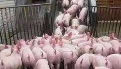 外购仔猪购进仔猪后的饲养管理和疾病防治要求