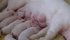 母猪分娩过程引起仔猪死亡原因及抢救方法