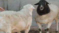 羊杂交育种技术：羊杂交方式具体有几种？