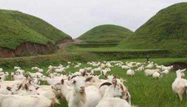 羊的放牧饲养方式