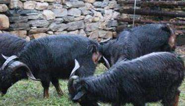 黑山羊的繁殖