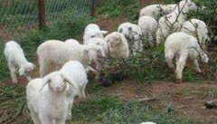 山羊冬季如何饲养管理