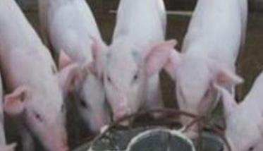 尽早进行教槽诱食补料