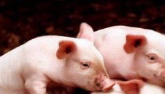 仔猪为什么需要蛋白质营养？