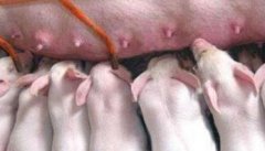 仔猪贫血症如何防治 仔猪贫血的症状与发病原因