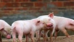 仔猪冬季腹泻的发病原因与综合防治方法