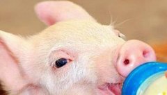 多生仔猪的优育技术要点，哺乳仔猪的保健措施