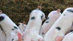 怎样提高哺乳子猪成活率的五个方法