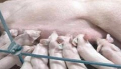 哺乳仔猪的饲养管理必须做好的五件事