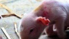 哺乳仔猪的饲养管理要点及注意事项