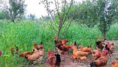 农村土鸡散养存在的问题与对策