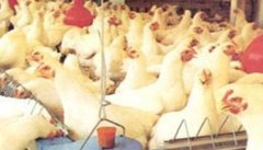 夏季减少蛋鸡发病率、保持高产稳产的七个步骤