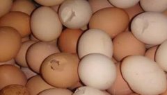 如何降低种蛋破损率的15大方法