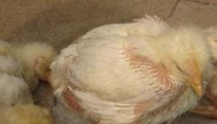 鸡非典型新城疫发病原因、主要症状与治疗方法
