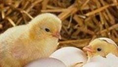 蛋鸡种蛋孵化率下降的原因是什么 孵化率低的防