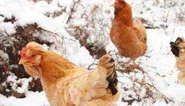 鸡群秋冬季常见疾病症状及治疗