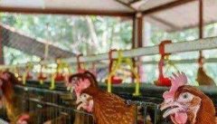 安全养鸡要重视四个理念创新