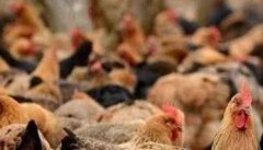 鸡产生应激的常见原因是什么 鸡应激有哪些后果
