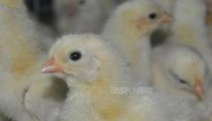 养鸡育雏鸡死亡的两大原因是什么，如何预防？