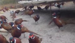 七彩山鸡繁殖期饲养管理应注意的问题有哪些？