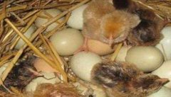 乌鸡蛋孵化温度、湿度是多少 乌鸡种蛋孵化条件