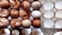 夏天蛋鸡产软壳蛋数量增多的原因和解决办法