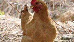 鸡养殖中发生温和性流感的诊断与防治