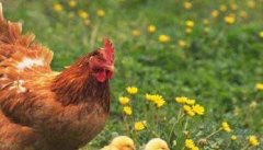 养鸡过程中的鸡痘的预防和治疗方法