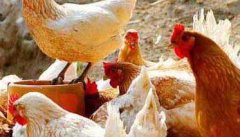 鸡结核病的病原是什么 鸡结核病流行特点与防治