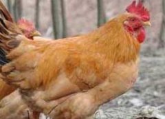 鸡伤寒的病原是什么？鸡伤寒的流行病学特征