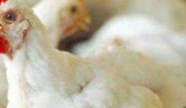 白羽鸡养殖技术