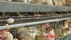 养鸡省料、减少养殖鸡成本有四招
