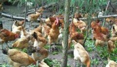 草鸡养殖前景如何 目前养殖草鸡存在的哪些问题
