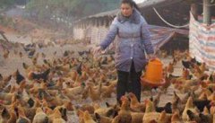 冬季养鸡如何增加产蛋量 冬季蛋鸡高产十大方法