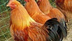 公鸡不阉快速育肥法